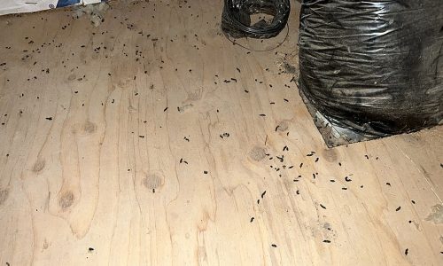bat guano in an attic