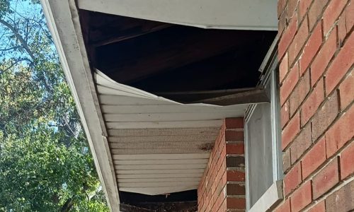wildlife animal damage to house eaves