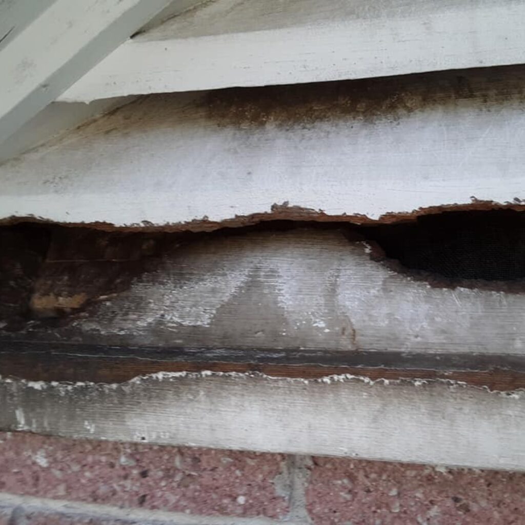 squirrel damage to home