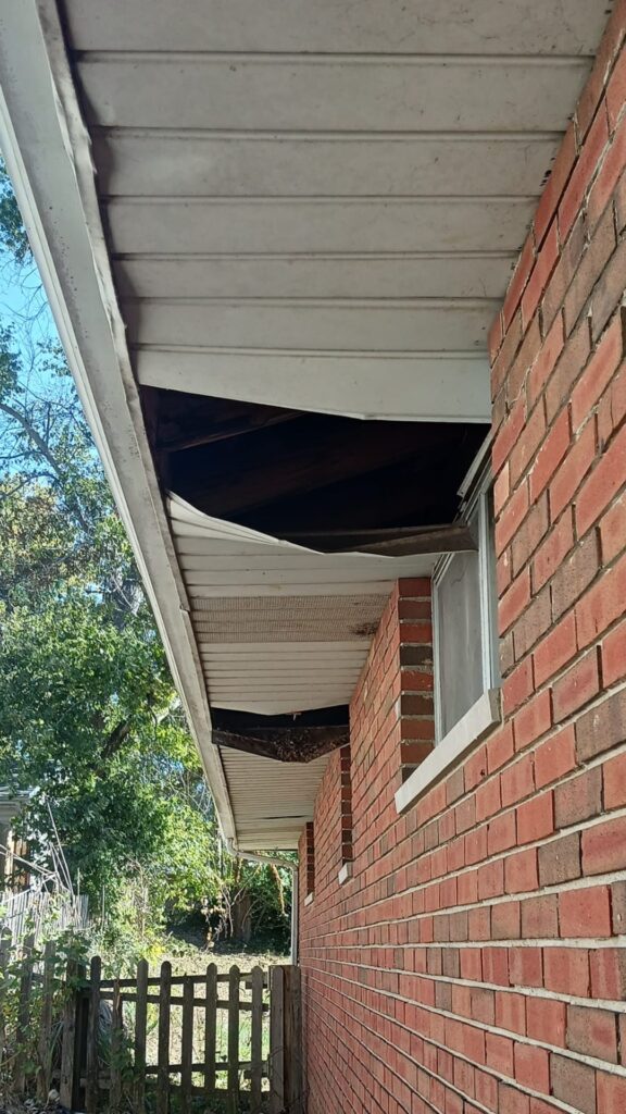 wildlife animal damage to house eaves